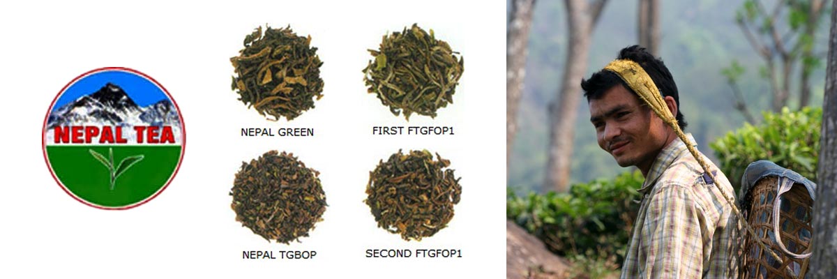 Nepal Tea By Lalchand Babulal / Berlia Gold / Tea Traders in Kolkata India