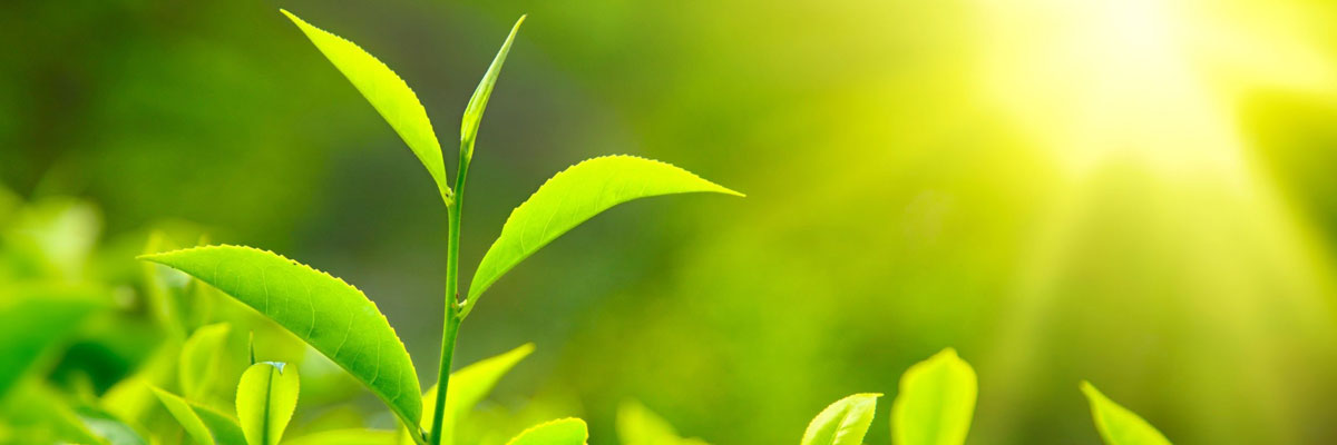 About Lalchand Babulal - Tea Traders