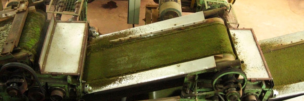 Tea Production By Lalchand Babulal Tea Traders
