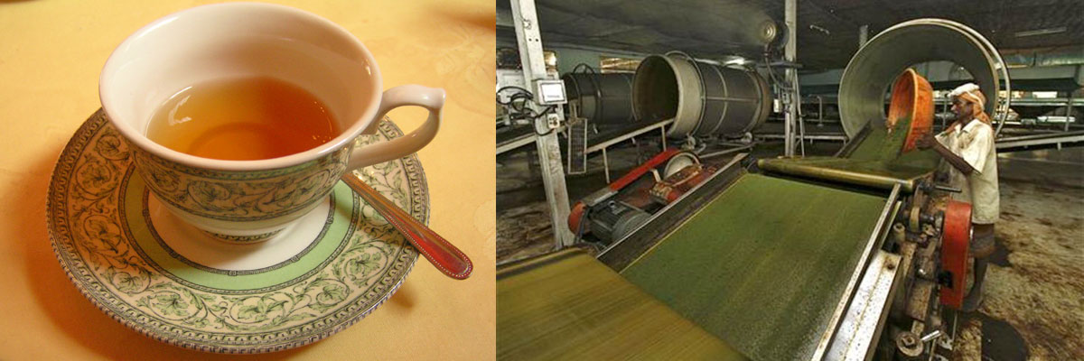 Nilgiri Tea By Lalchand Babulal / Berlia Gold / Tea Traders in Kolkata India